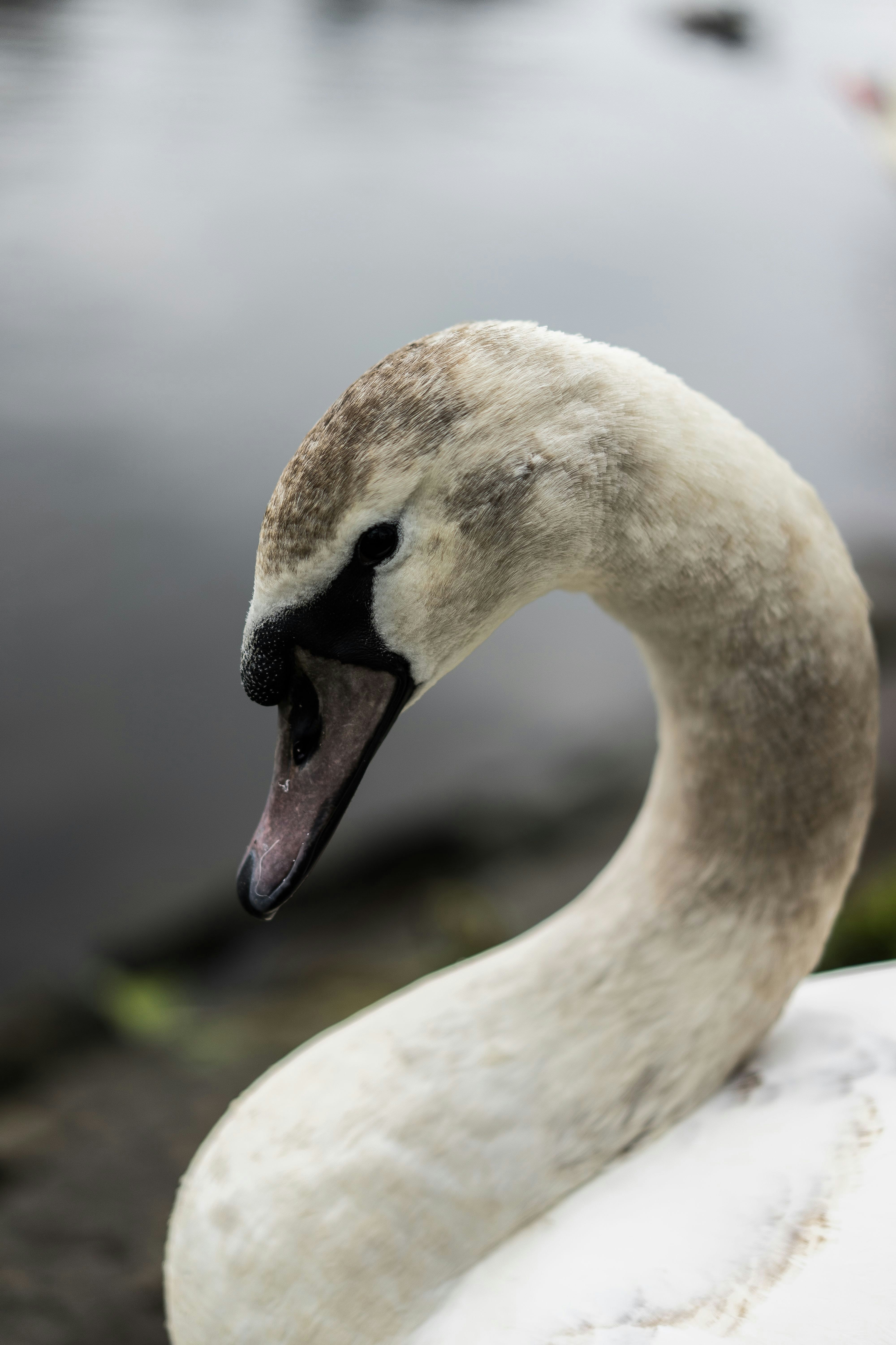 white swan on gray rock